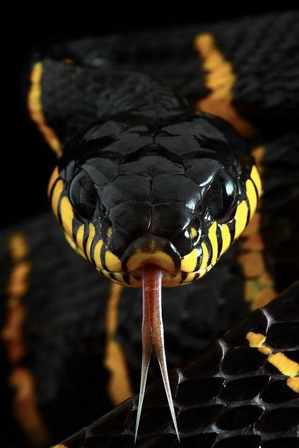 Photo:  Mangrove Snake